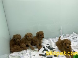 Veteriner Kliniğinden Red Toy Poodle Yavrularımız 4