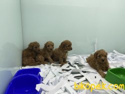 Veteriner Kliniğinden Red Toy Poodle Yavrularımız 3