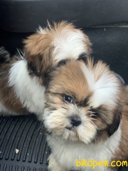 Veteriner Kliniğinden Shih_Tzu Yavrularımız Gelmiştir 1