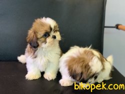 Veteriner Kliniğinden Shih_Tzu Yavrularımız Gelmiştir 4