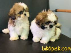 Veteriner Kliniğinden Shih_Tzu Yavrularımız Gelmiştir 3