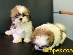 Veteriner Kliniğinden Shih_Tzu Yavrularımız Gelmiştir 5