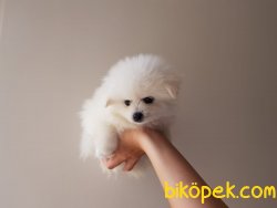 VETERİNER KONTROLLÜ AYI SURAT POMERİANLAR 3
