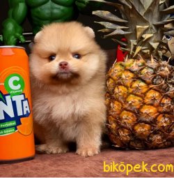 Veteriner Sağlık Onaylı Safkan Pomeranian Boo 2