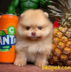 Veteriner Sağlık Onaylı Safkan Pomeranian Boo 3