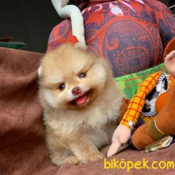 Veteriner Sağlık Onaylı Safkan Pomeranian Boo 1