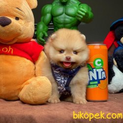 Veteriner Sağlık Onaylı Safkan Pomeranian Boo 4