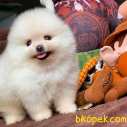 Veteriner Sağlık Ve Irk Onaylı Pasaportlu Pomeranian Boo Yavrular 3