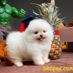 Veteriner Sağlık Ve Irk Onaylı Pasaportlu Pomeranian Boo Yavrular 2