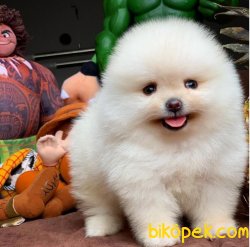 Veteriner Sağlık Ve Irk Onaylı Pasaportlu Pomeranian Boo Yavrular 4