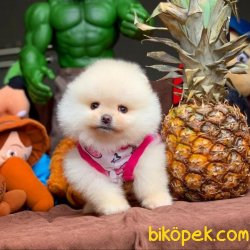 Veteriner Sağlık Ve Irk Onaylı Pasaportlu Pomeranian Boo Yavrular 1