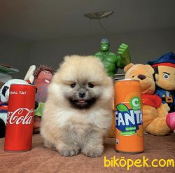 Veteriner Sağlık Ve Irk Onaylı Pomeranian Boo Yavru 4