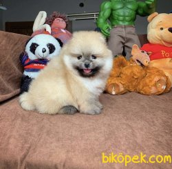 Veteriner Sağlık Ve Irk Onaylı Pomeranian Boo Yavru 2