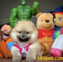 Veteriner Sağlık Ve Irk Onaylı Pomeranian Boo Yavru 1