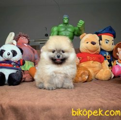 Veteriner Sağlık Ve Irk Onaylı Pomeranian Boo Yavru 3