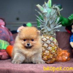 Veteriner Sağlık Ve Irk Onaylı Pomeranian Boo Yavruları 1