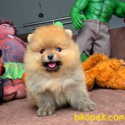 Veteriner Sağlık Ve Irk Onaylı Pomeranian Boo Yavruları 2