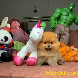 Veteriner Sağlık Ve Irk Onaylı Pomeranian Boo Yavruları 3