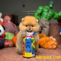 Veteriner Sağlık Ve Irk Onaylı Pomeranian Boo Yavruları 4