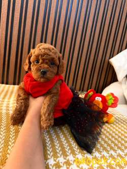 Veteriner Teknikerden TOY POODLE YAVRULAR Yuva Arıyor