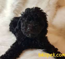 Veteriner Teknikerinden Black Toy Poodle 1