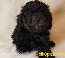 Veteriner Teknikerinden Black Toy Poodle 2