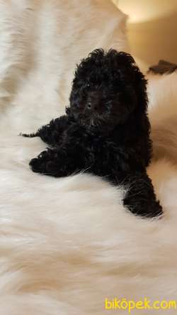 Veteriner Teknikerinden Black Toy Poodle 3