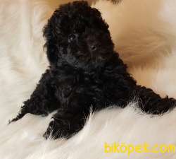 Veteriner Teknikerinden Black Toy Poodle 4