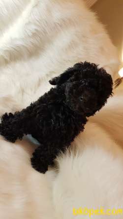 Veteriner Teknikerinden Black Toy Poodle 5