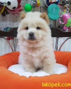 Veteriner Teknikerinden Chow Chow 1