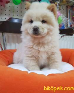 Veteriner Teknikerinden Chow Chow 3