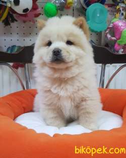 Veteriner Teknikerinden Chow Chow 2