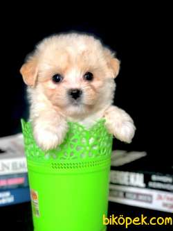 Veteriner Teknikerinden Irk Ve Sağlık Garantili Dişi Maltipoo 2