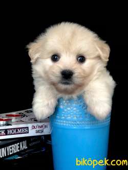 Veteriner Teknikerinden Irk Ve Sağlık Garantili Dişi Maltipoo 3