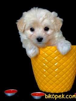 Veteriner Teknikerinden Irk Ve Sağlık Garantili Dişi Maltipoo 1