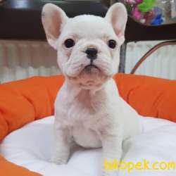 Veteriner Teknikerinden Irk Ve Sağlık Garantili French Bulldog 1