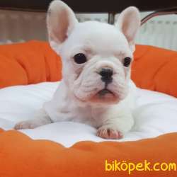 Veteriner Teknikerinden Irk Ve Sağlık Garantili French Bulldog 2