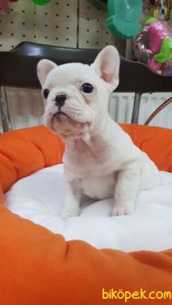 Veteriner Teknikerinden Irk Ve Sağlık Garantili French Bulldog 3