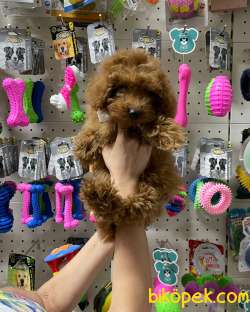 Veteriner Teknikerinden Irk Ve Sağlık Garantili Teacup Poodle 2