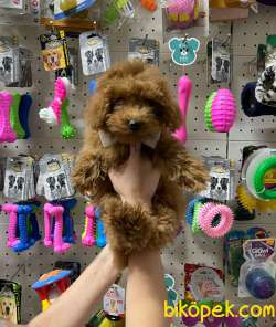 Veteriner Teknikerinden Irk Ve Sağlık Garantili Teacup Poodle 1