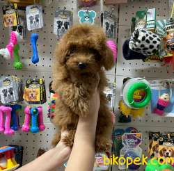 Veteriner Teknikerinden Irk Ve Sağlık Garantili Teacup Poodle 3