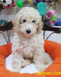 Veteriner Teknikerinden Minyatür Poodle 2