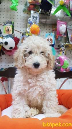 Veteriner Teknikerinden Minyatür Poodle 3