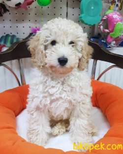 Veteriner Teknikerinden Minyatür Poodle 1