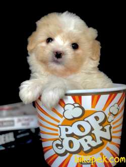 Veteriner Teknikerinden Sevimli Maltipoo 4