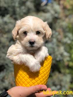 Veteriner Teknikerinden Sevimli Maltipoo Yavrumuz 4
