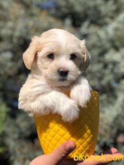 Veteriner Teknikerinden Sevimli Maltipoo Yavrumuz 3