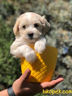 Veteriner Teknikerinden Sevimli Maltipoo Yavrumuz 1