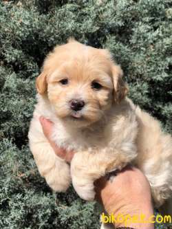 Veteriner Teknikerinden Sevimli Maltipoo Yavrumuz 1