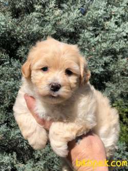 Veteriner Teknikerinden Sevimli Maltipoo Yavrumuz 2